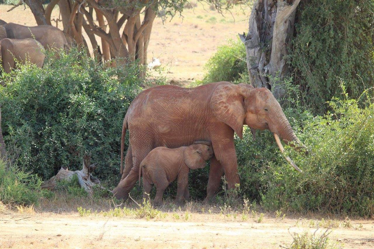 Nyumba Ya Afrika Bed & Breakfast Watamu Bagian luar foto